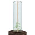 Súprava na pestovanie paradajok TOMATO GROWER CAP 38,5cm